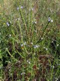 Verbena officinalis